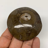 85.9g, 2.6"x2.4"x0.7", Button Ammonite Polished Mineral from Morocco, F2111