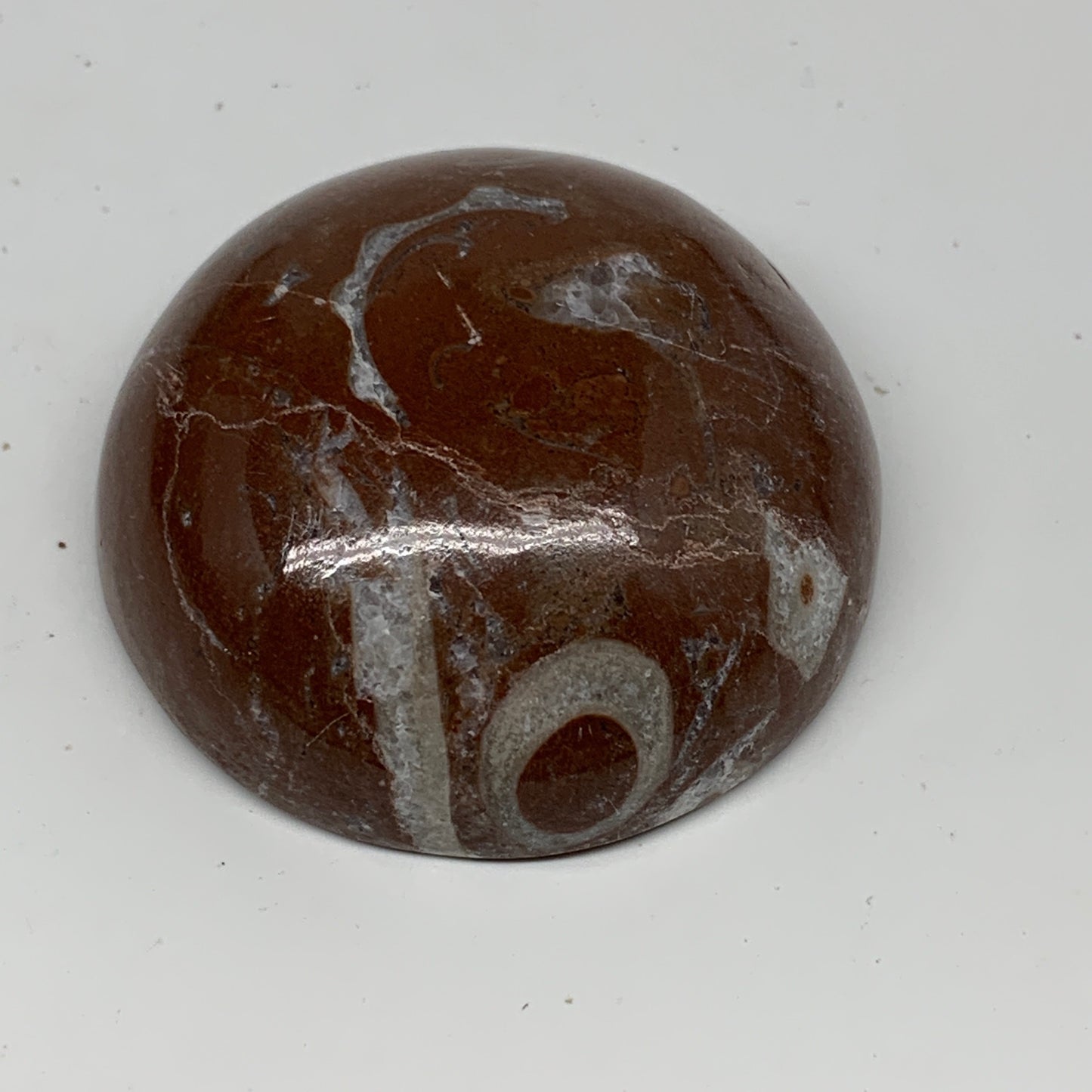 50.5g, 1.7"x0.7", Natural Untreated Red Shell Fossils Round Palms-tone, F1114