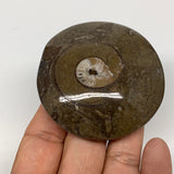 85.9g, 2.6"x2.4"x0.7", Button Ammonite Polished Mineral from Morocco, F2111