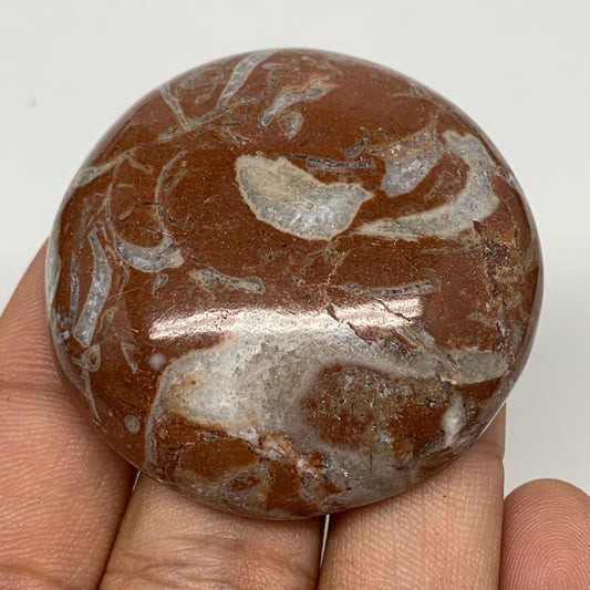 44g, 1.8"x0.6", Natural Untreated Red Shell Fossils Round Palms-tone, F1115