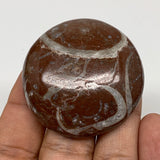 40.5g, 1.7"x0.5", Natural Untreated Red Shell Fossils Round Palms-tone, F1116