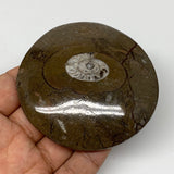 108.8g, 2.9"x2.9"x0.6", Button Ammonite Polished Mineral from Morocco, F2112