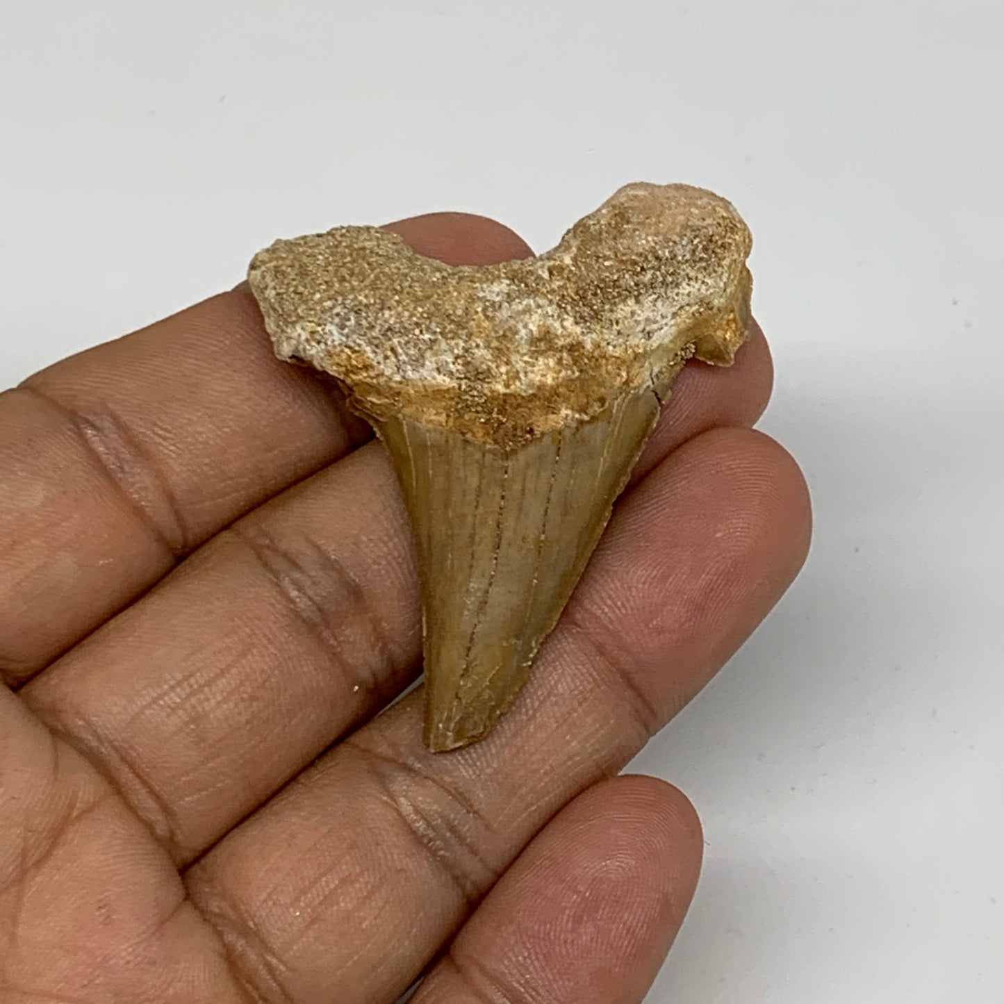 14.4g, 1.8"X 1.6"x 0.4" Natural Fossils Fish Shark Tooth @Morocco, B12647