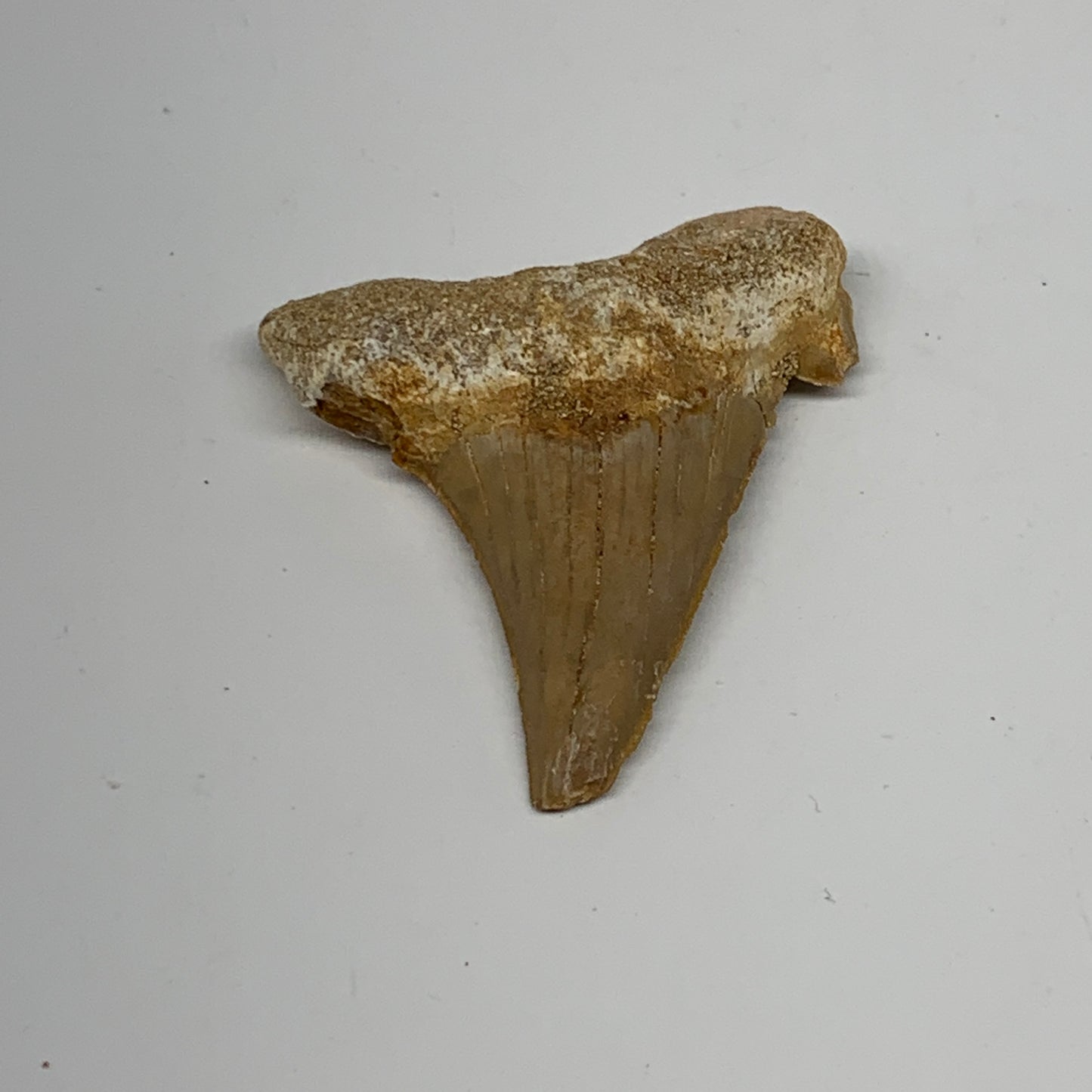 14.4g, 1.8"X 1.6"x 0.4" Natural Fossils Fish Shark Tooth @Morocco, B12647