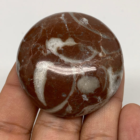 45g, 1.8"x0.6", Natural Untreated Red Shell Fossils Round Palms-tone, F1117