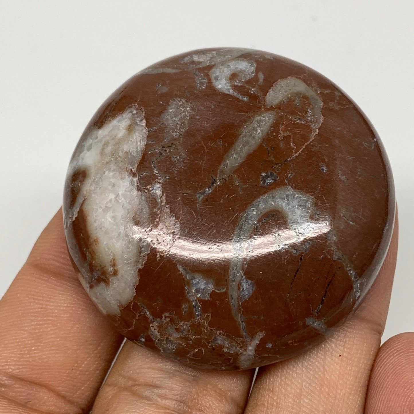 43.3g, 1.8"x0.6", Natural Untreated Red Shell Fossils Round Palms-tone, F1118