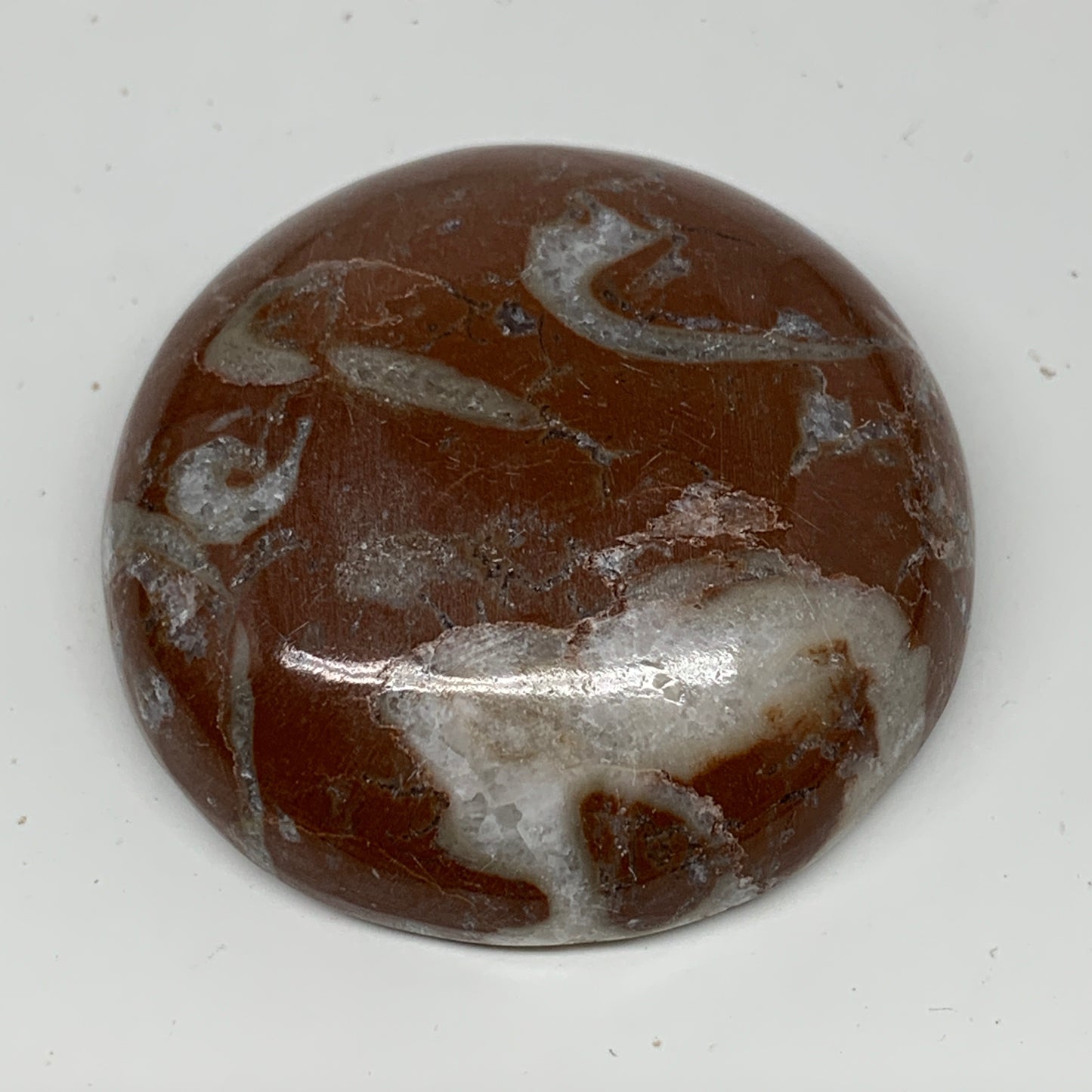 43.3g, 1.8"x0.6", Natural Untreated Red Shell Fossils Round Palms-tone, F1118