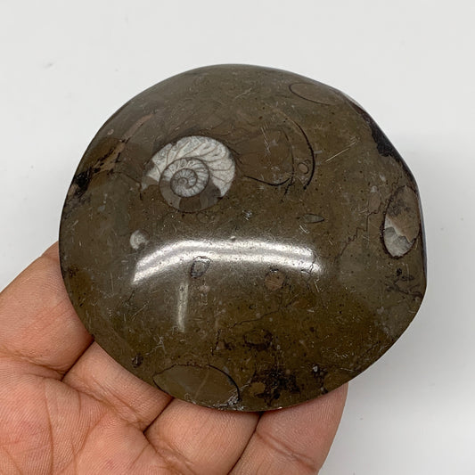 131.3g, 3"x3"x0.7", Button Ammonite Polished Mineral from Morocco, F2115