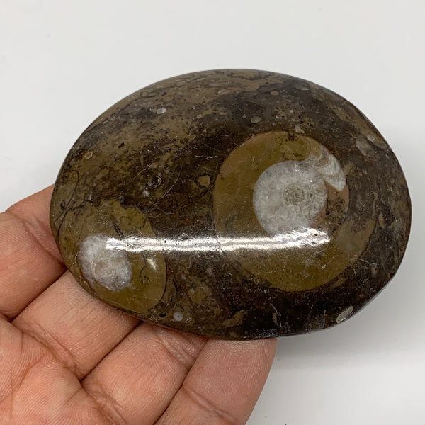 105.9g, 3"x2.5"x0.6", Button Ammonite Polished Mineral from Morocco, F2117