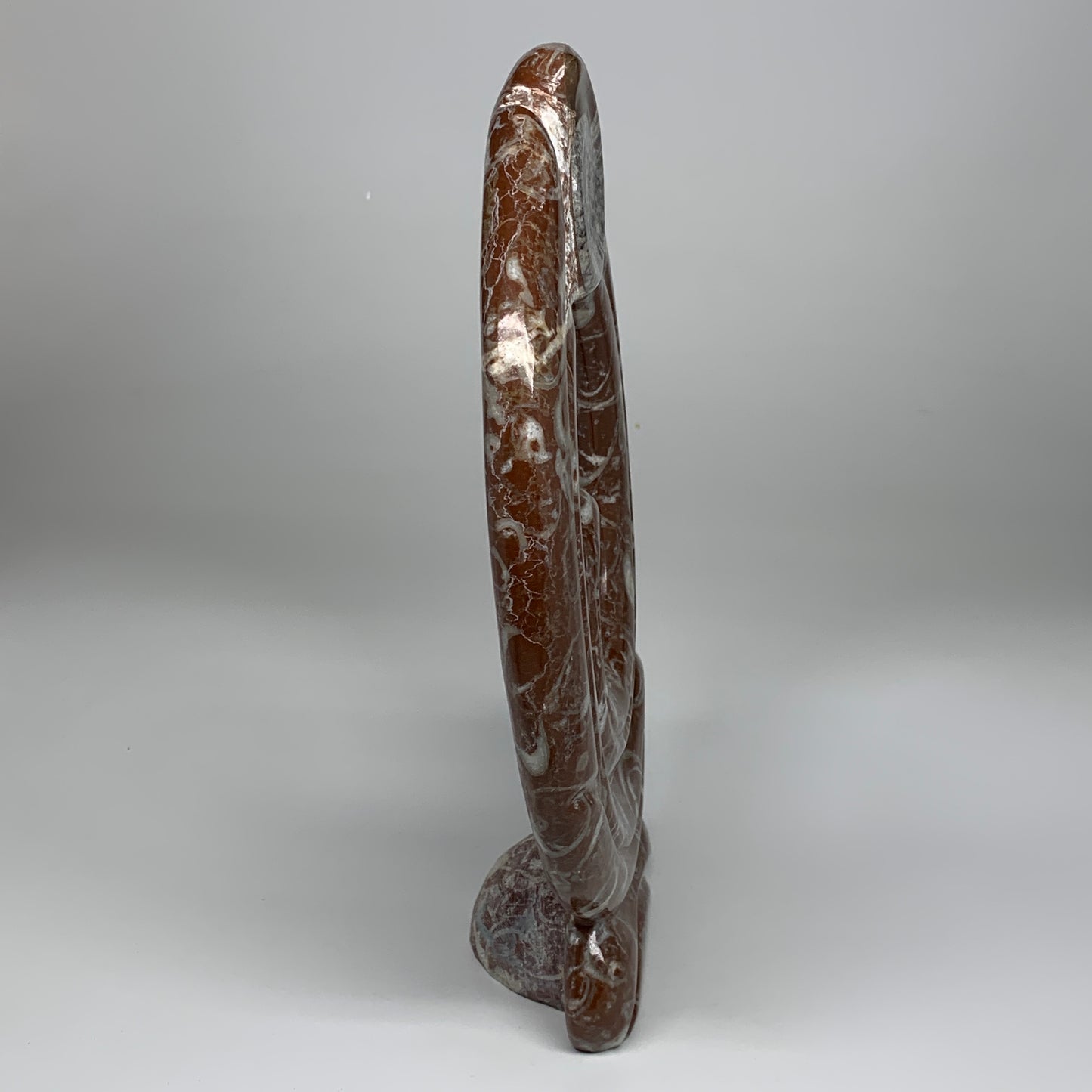 2372g, 12.5"x8.5"x1" Red Shell Fossils Orthoceras Ammonite Sculpture @Morocco, B