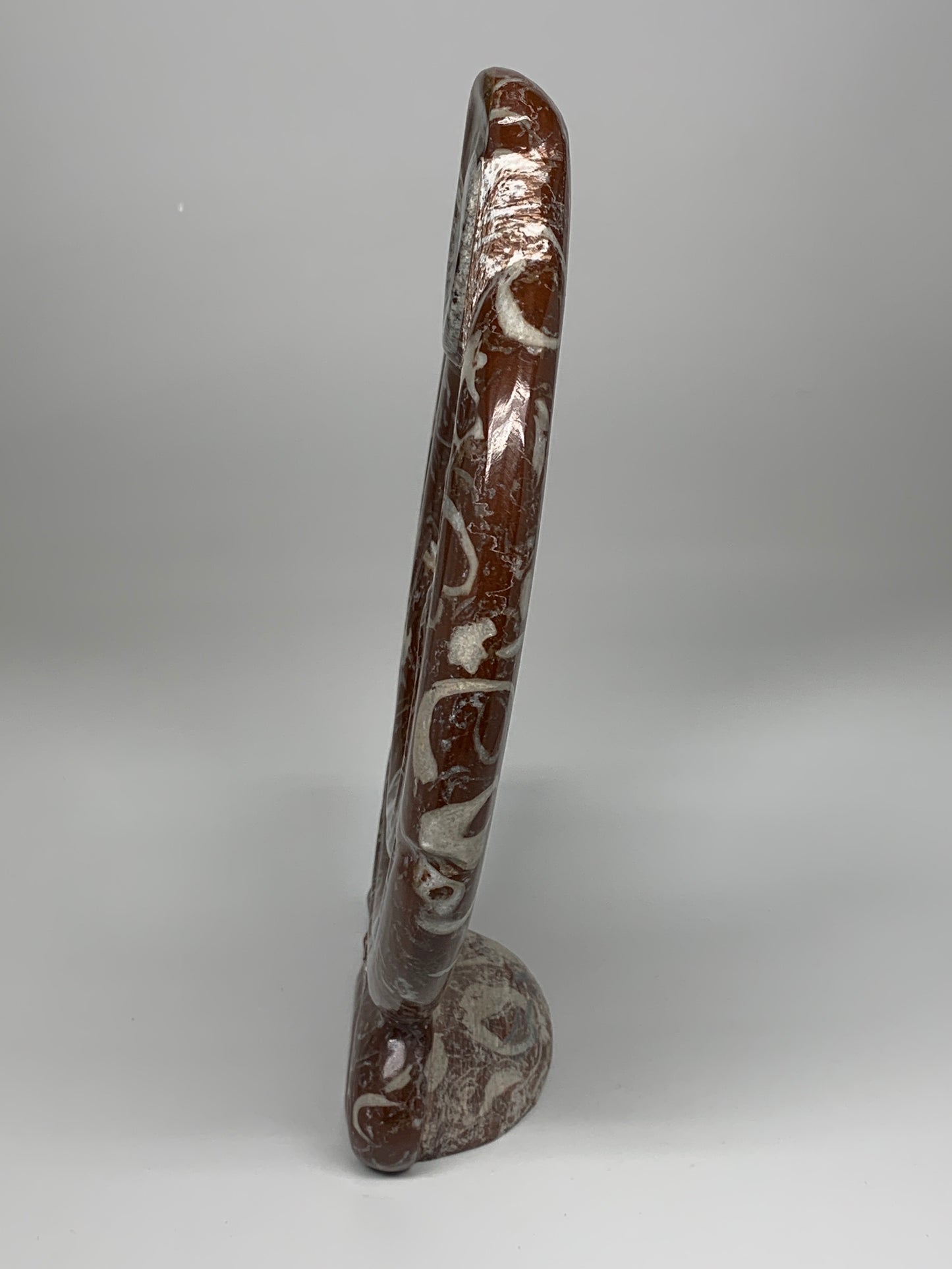 2438g, 12.75"x8.5"x0.9" Red Shell Fossils Orthoceras Ammonite Sculpture @Morocco