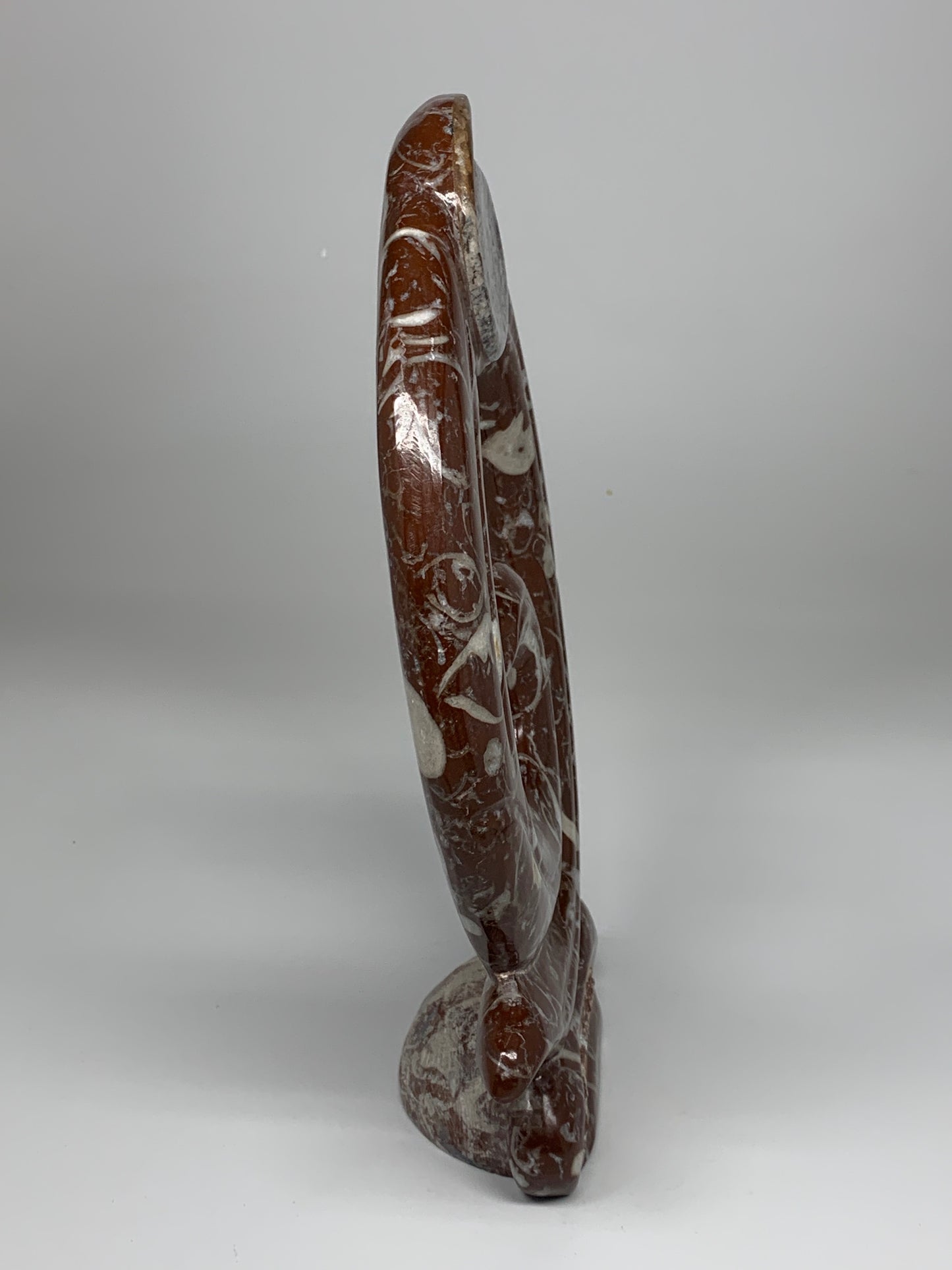 2438g, 12.75"x8.5"x0.9" Red Shell Fossils Orthoceras Ammonite Sculpture @Morocco