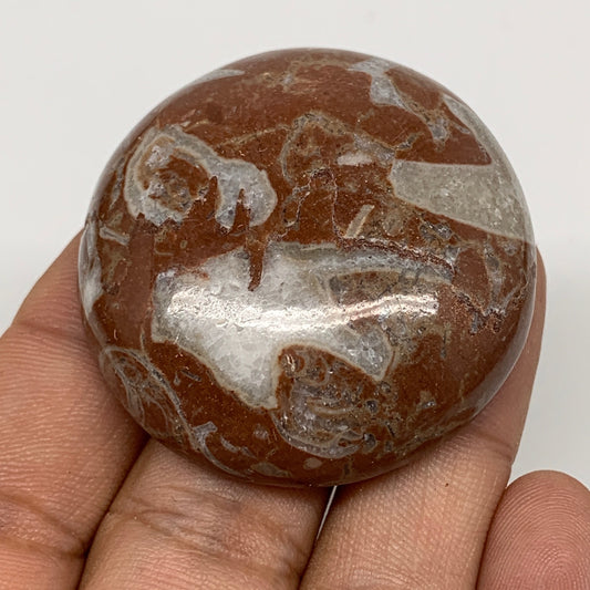 39.2g, 1.7"x0.5", Natural Untreated Red Shell Fossils Round Palms-tone, F1123