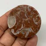 39.2g, 1.7"x0.5", Natural Untreated Red Shell Fossils Round Palms-tone, F1123