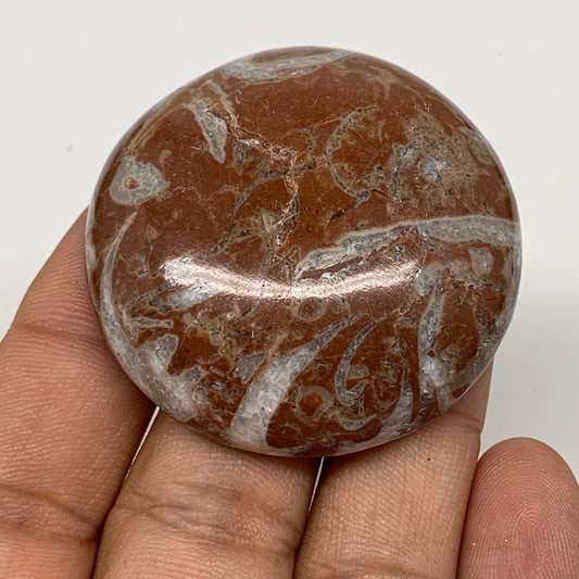 38.7g, 1.7"x0.5", Natural Untreated Red Shell Fossils Round Palms-tone, F1125