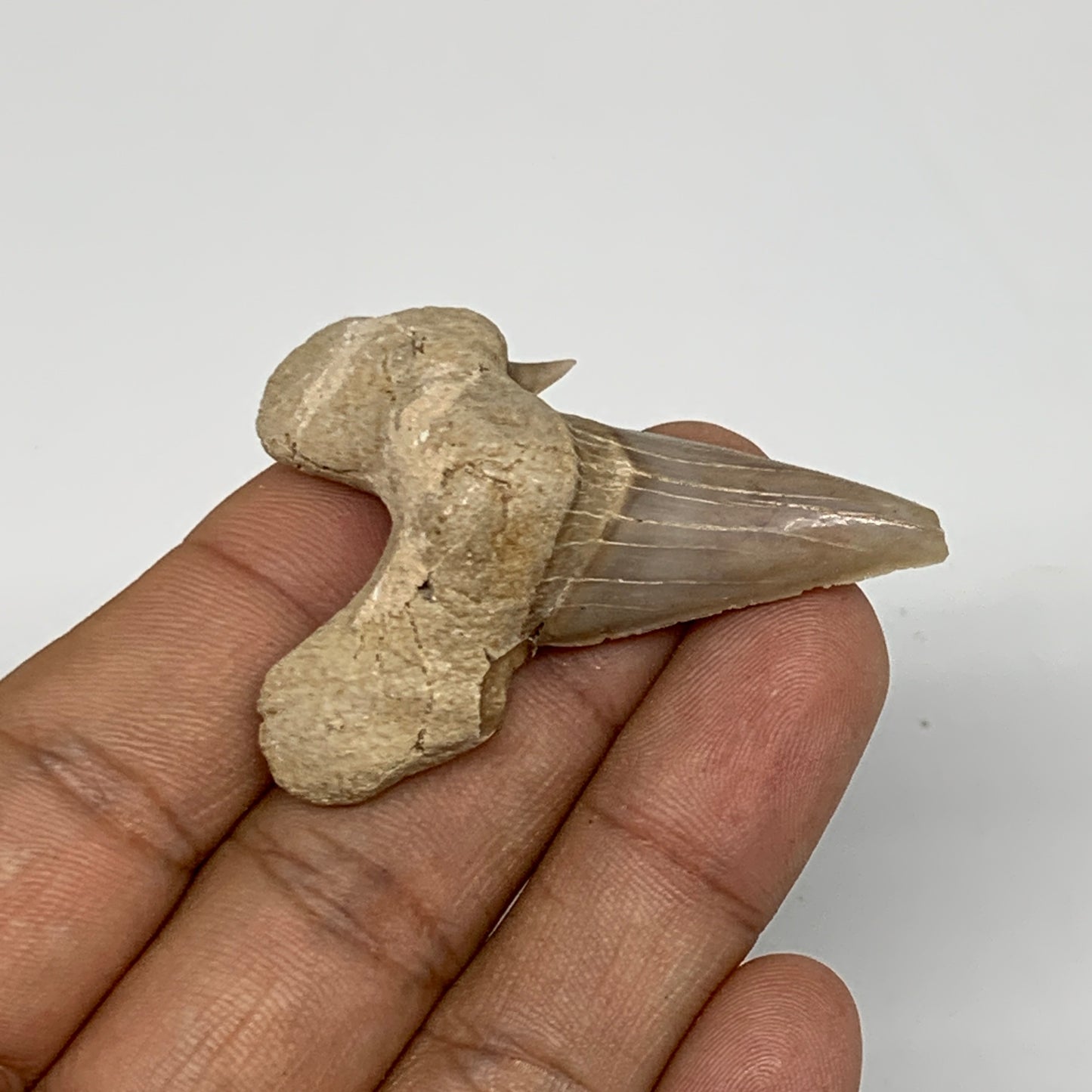 14.6g, 1.9"X 1.4"x 0.5" Natural Fossils Fish Shark Tooth @Morocco, B12656