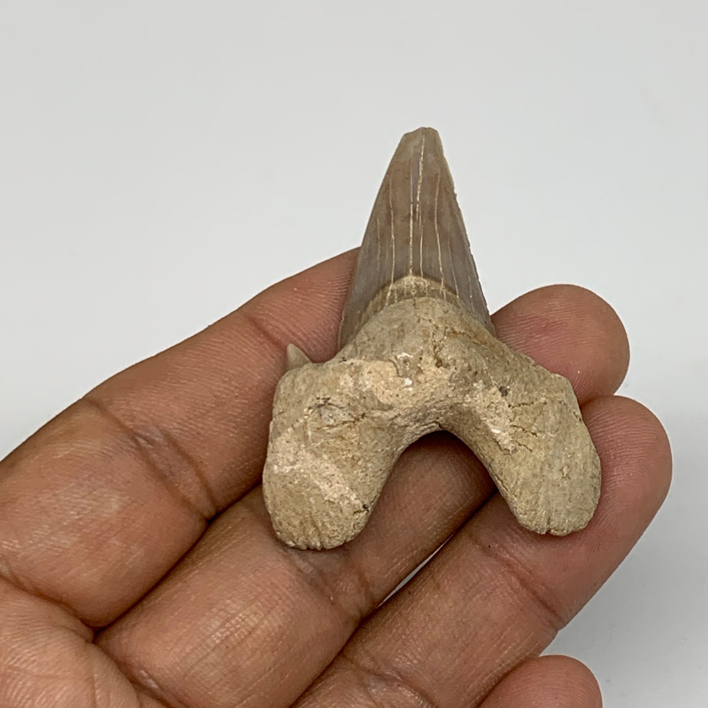14.6g, 1.9"X 1.4"x 0.5" Natural Fossils Fish Shark Tooth @Morocco, B12656