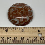 38.7g, 1.7"x0.5", Natural Untreated Red Shell Fossils Round Palms-tone, F1125