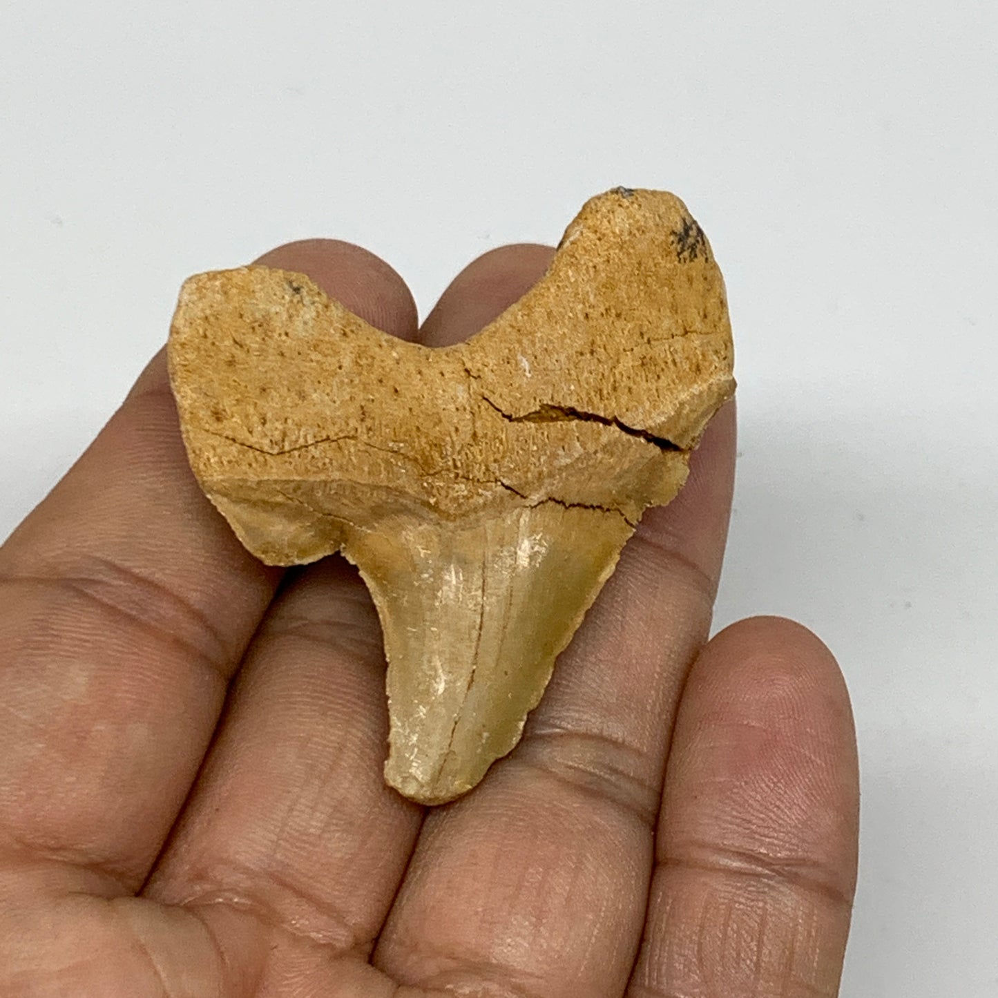 16.3g, 1.6"X 1.7"x 0.5" Natural Fossils Fish Shark Tooth @Morocco, B12657