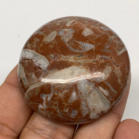 41.4g, 1.8"x0.5", Natural Untreated Red Shell Fossils Round Palms-tone, F1127