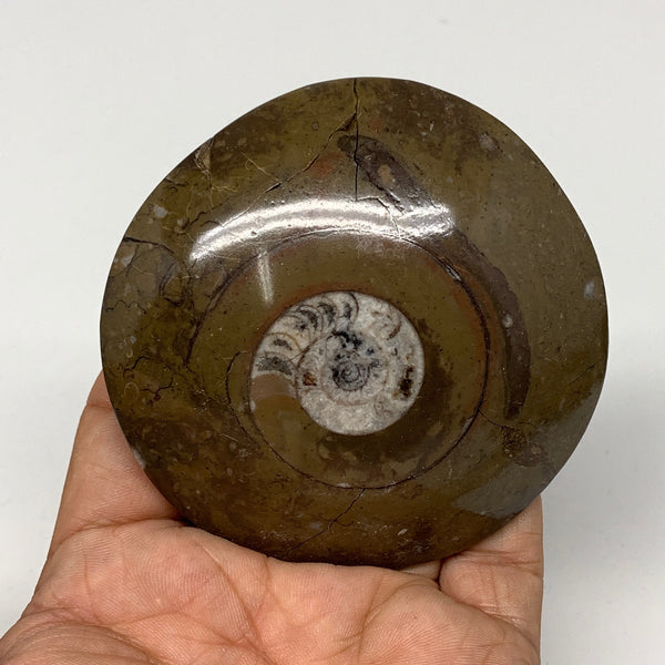 142.4g, 3"x3"x0.8", Button Ammonite Polished Mineral from Morocco, F2125