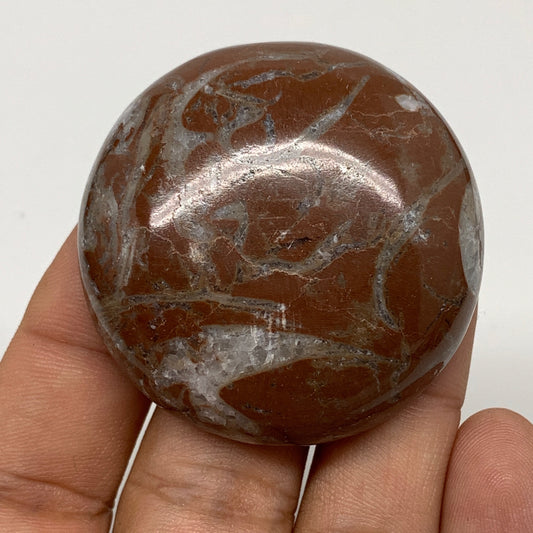 43.6g, 1.8"x0.6", Natural Untreated Red Shell Fossils Round Palms-tone, F1128