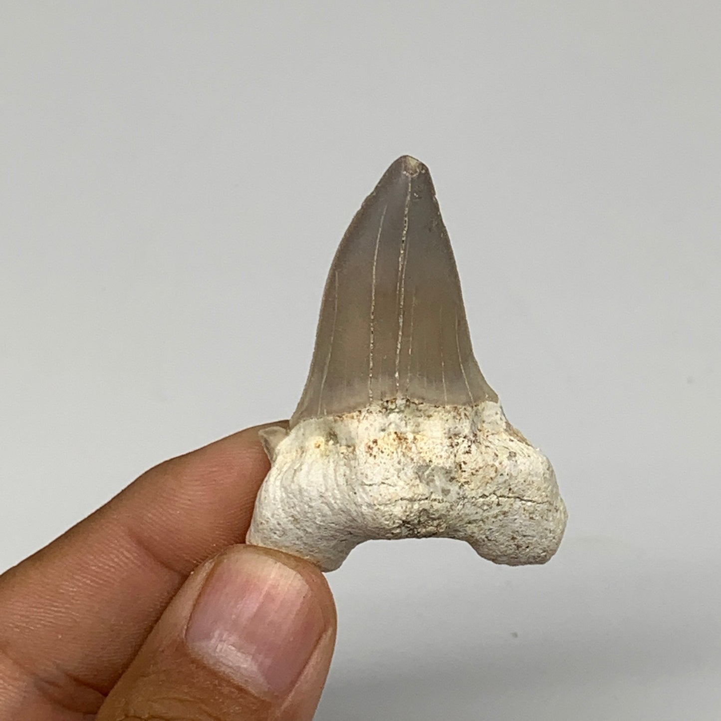 14.5g, 1.9"X 1.4"x 0.6" Natural Fossils Fish Shark Tooth @Morocco, B12661