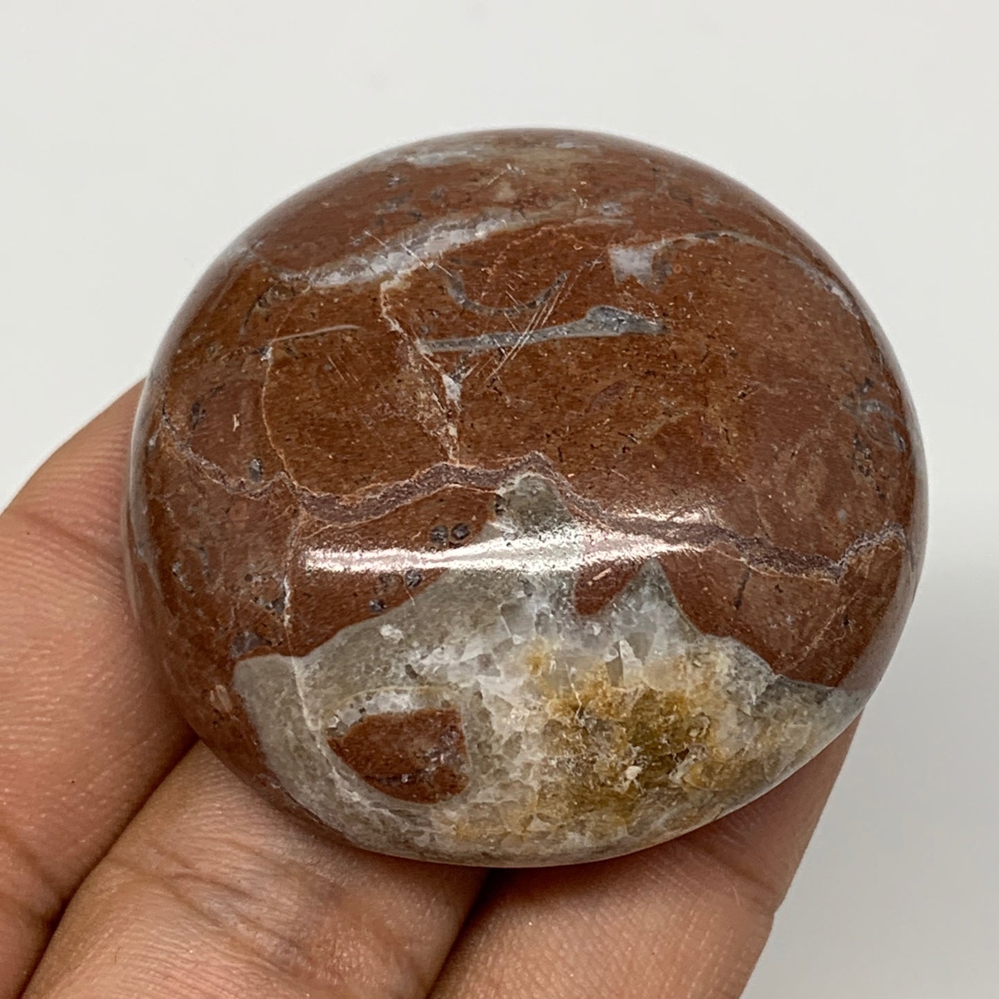 48.9g, 1.8"x0.7", Natural Untreated Red Shell Fossils Round Palms-tone, F1131
