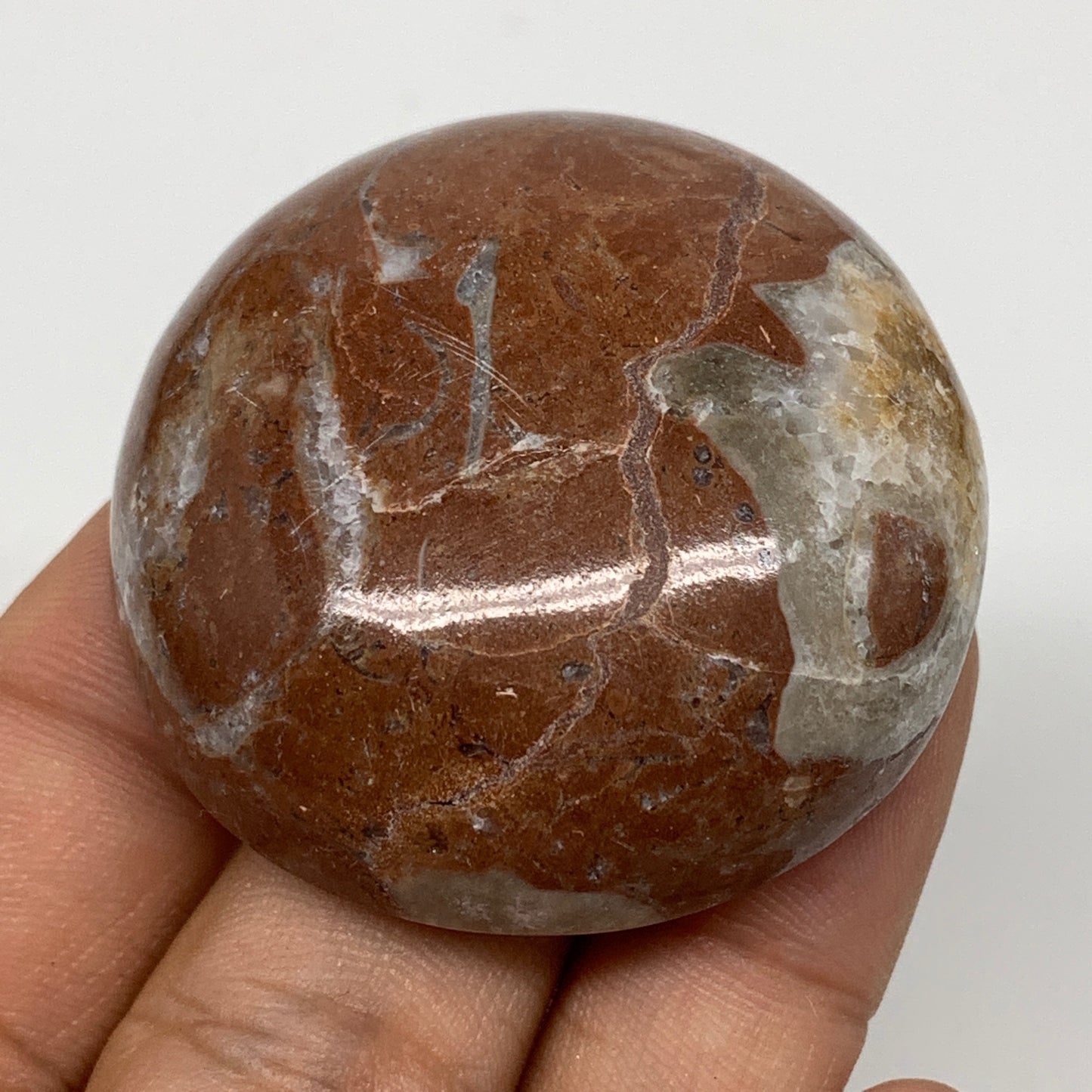 48.9g, 1.8"x0.7", Natural Untreated Red Shell Fossils Round Palms-tone, F1131