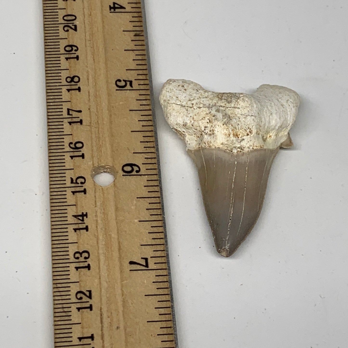 14.5g, 1.9"X 1.4"x 0.6" Natural Fossils Fish Shark Tooth @Morocco, B12661
