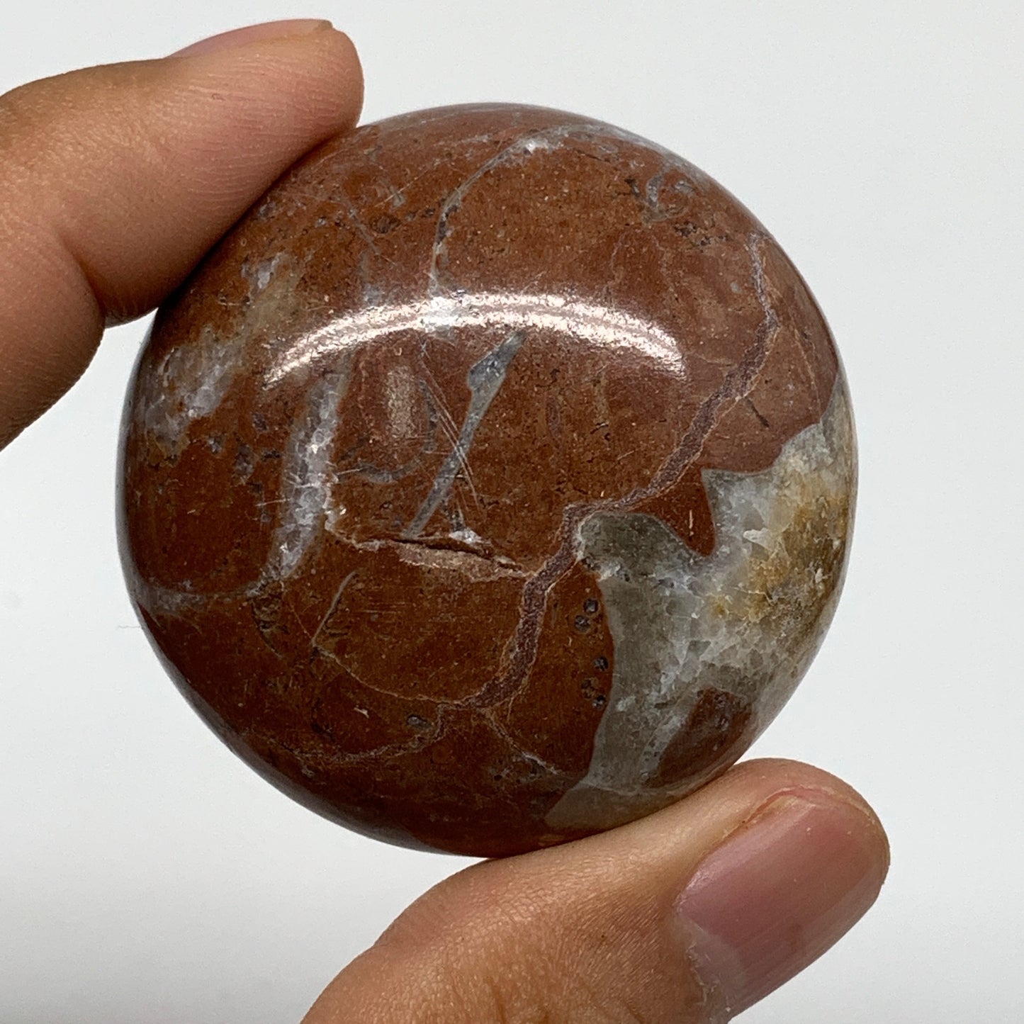 48.9g, 1.8"x0.7", Natural Untreated Red Shell Fossils Round Palms-tone, F1131