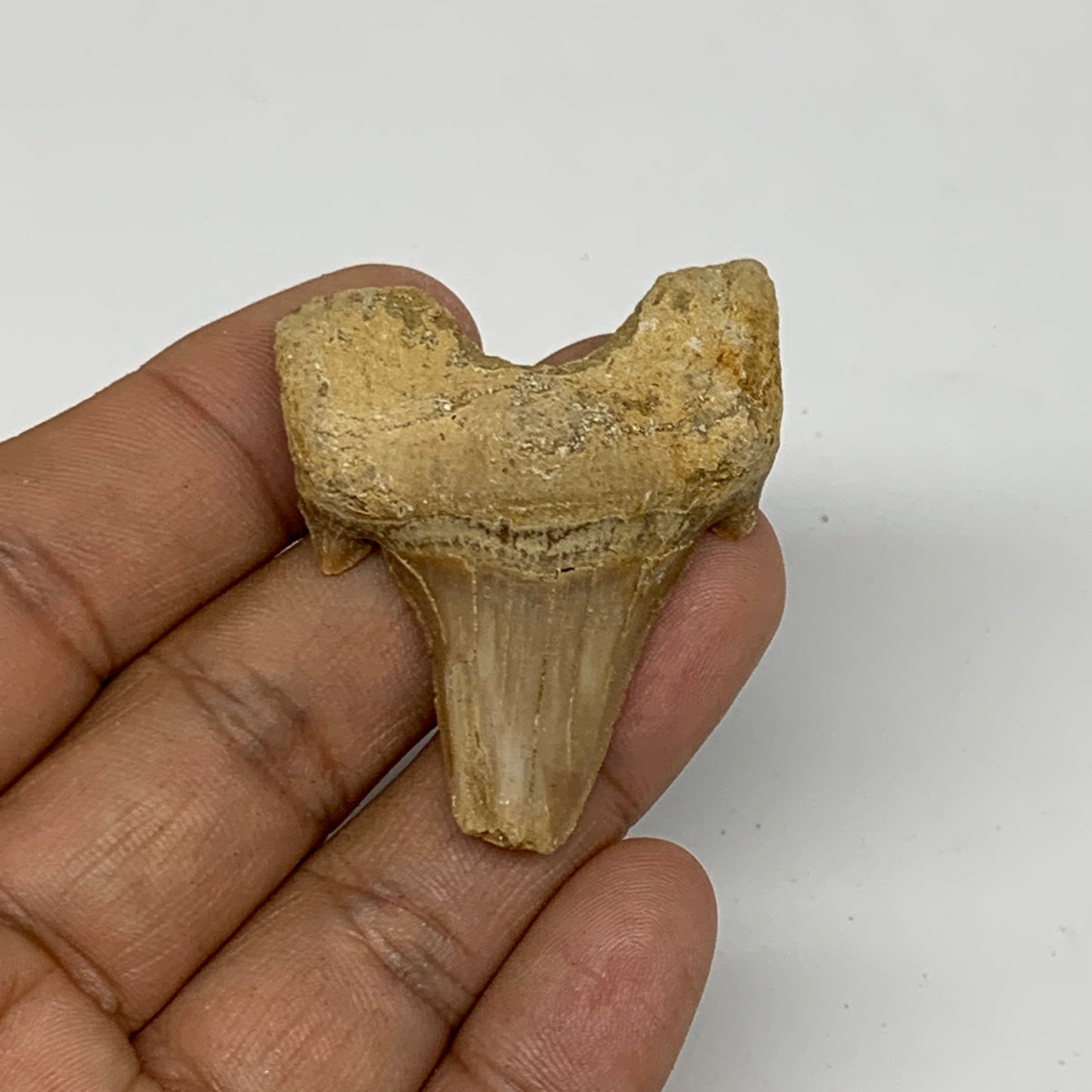 16.9g, 1.7"X 1.5"x 0.6" Natural Fossils Fish Shark Tooth @Morocco, B12662