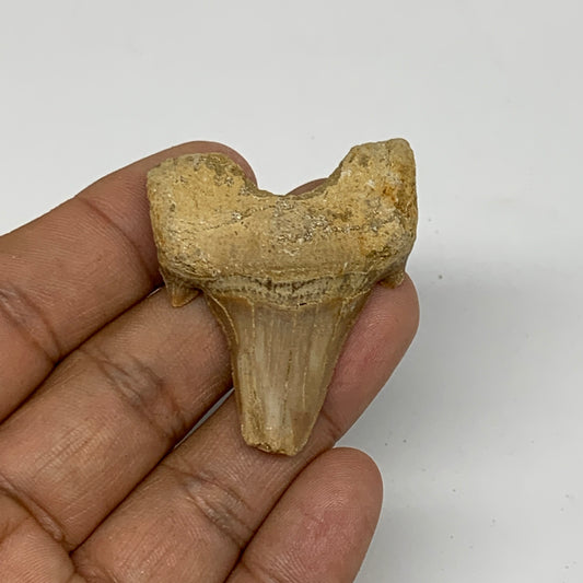 16.9g, 1.7"X 1.5"x 0.6" Natural Fossils Fish Shark Tooth @Morocco, B12662