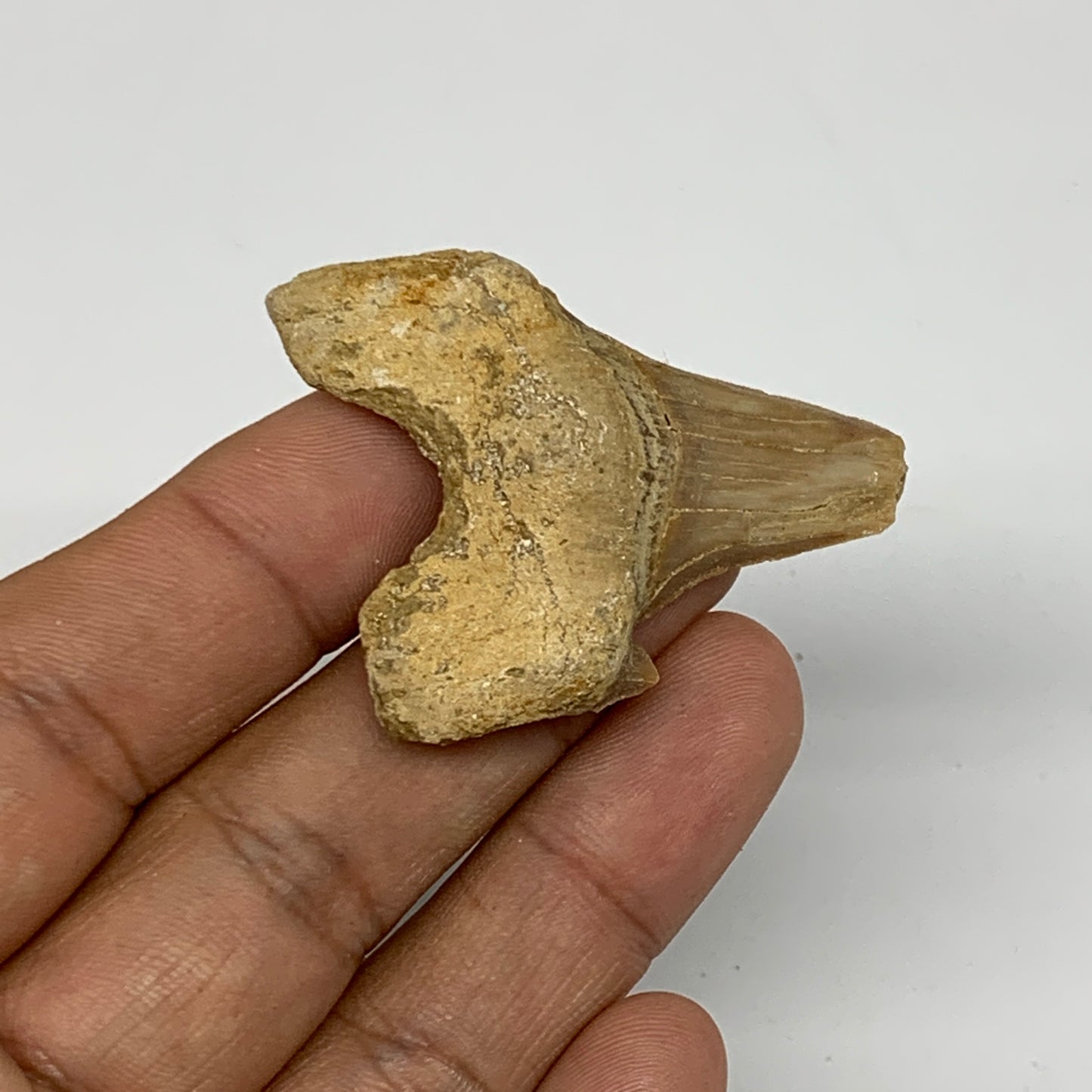 16.9g, 1.7"X 1.5"x 0.6" Natural Fossils Fish Shark Tooth @Morocco, B12662