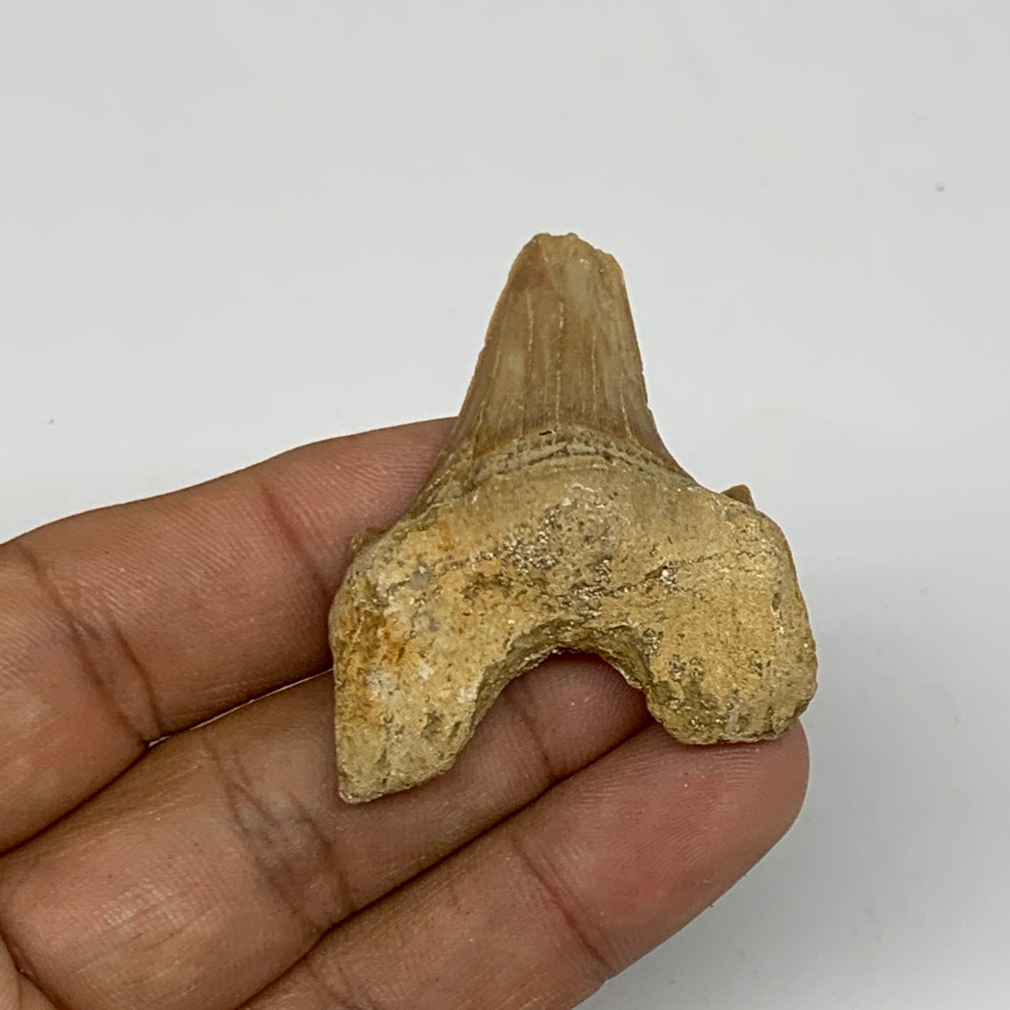 16.9g, 1.7"X 1.5"x 0.6" Natural Fossils Fish Shark Tooth @Morocco, B12662