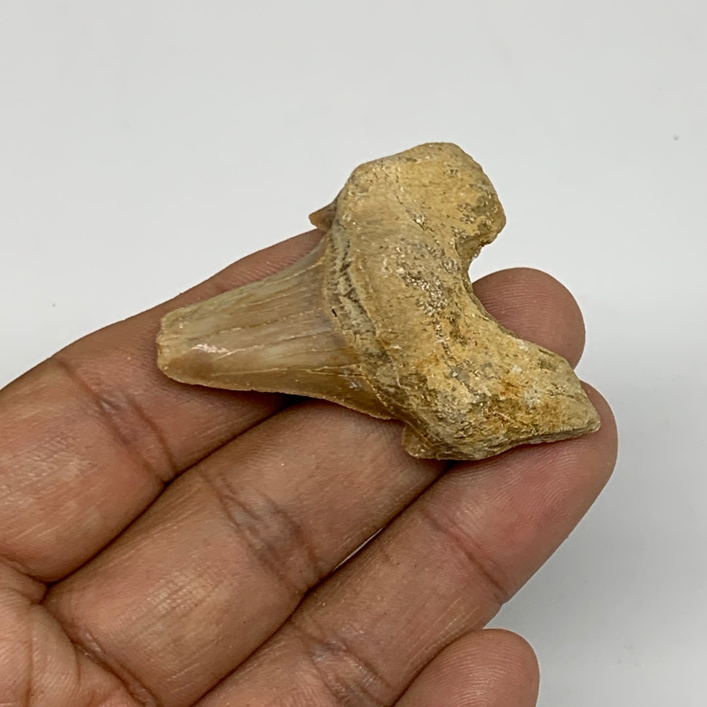 16.9g, 1.7"X 1.5"x 0.6" Natural Fossils Fish Shark Tooth @Morocco, B12662