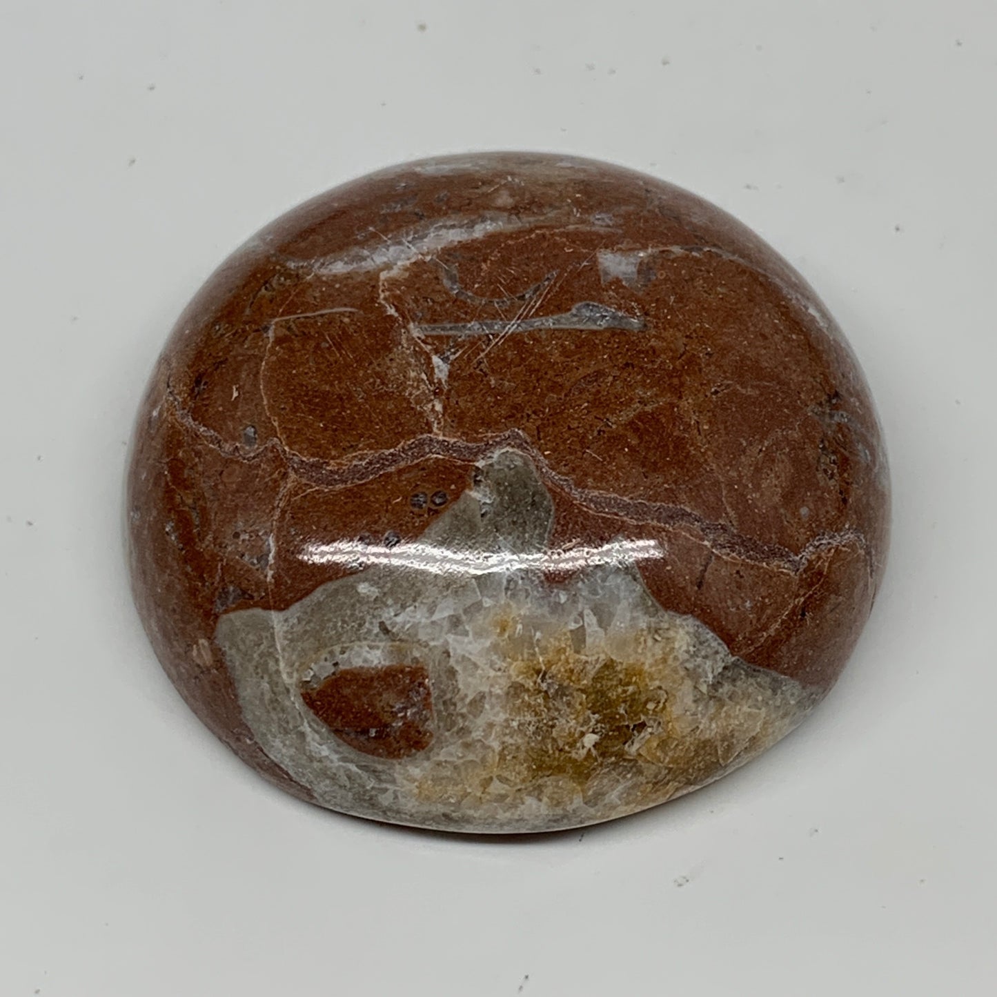 48.9g, 1.8"x0.7", Natural Untreated Red Shell Fossils Round Palms-tone, F1131