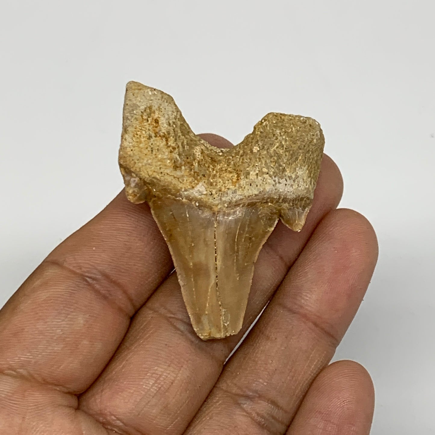 16.9g, 1.7"X 1.5"x 0.6" Natural Fossils Fish Shark Tooth @Morocco, B12662