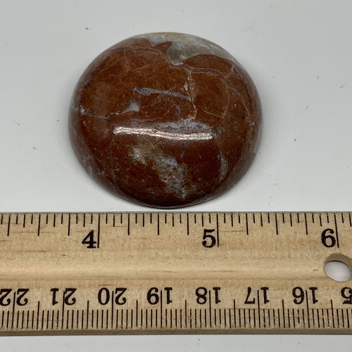 48.9g, 1.8"x0.7", Natural Untreated Red Shell Fossils Round Palms-tone, F1131