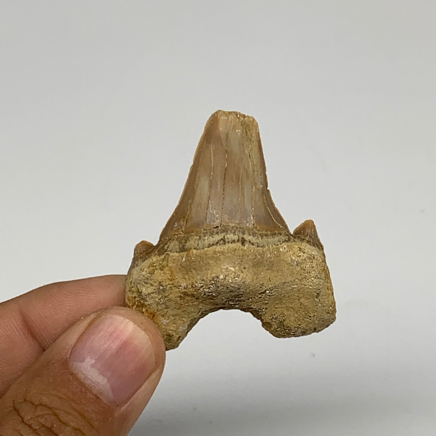 16.9g, 1.7"X 1.5"x 0.6" Natural Fossils Fish Shark Tooth @Morocco, B12662