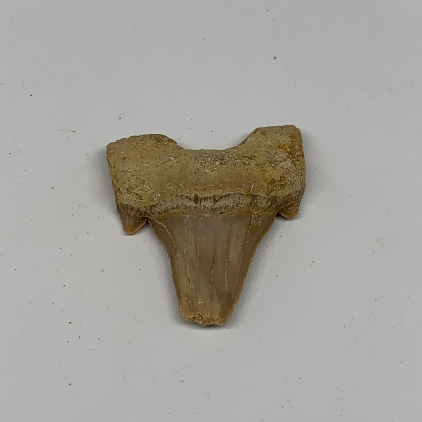 16.9g, 1.7"X 1.5"x 0.6" Natural Fossils Fish Shark Tooth @Morocco, B12662