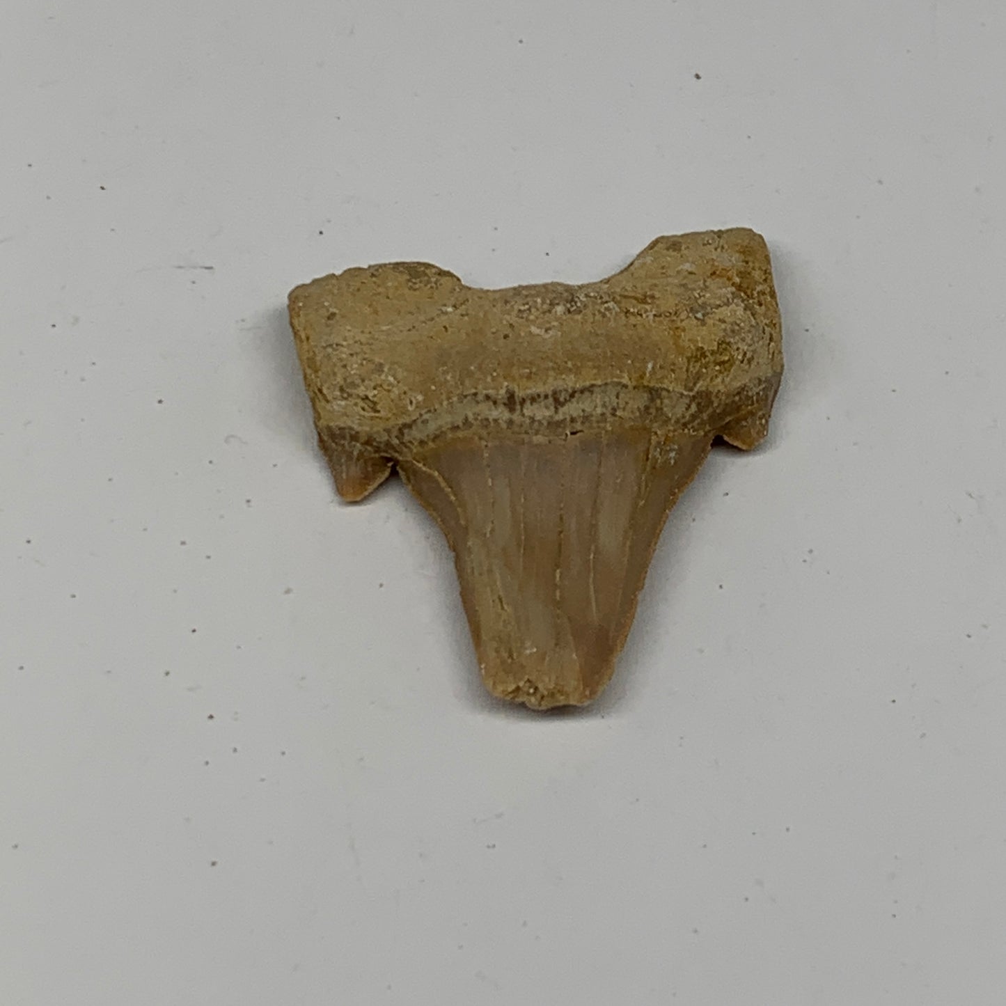 16.9g, 1.7"X 1.5"x 0.6" Natural Fossils Fish Shark Tooth @Morocco, B12662