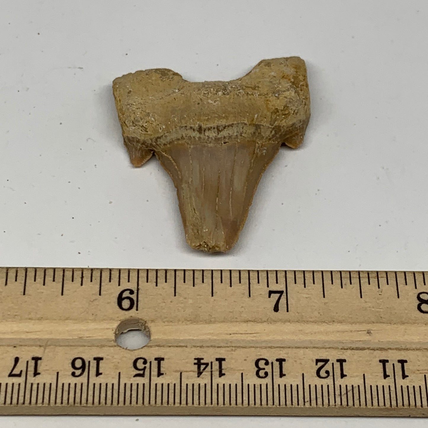 16.9g, 1.7"X 1.5"x 0.6" Natural Fossils Fish Shark Tooth @Morocco, B12662