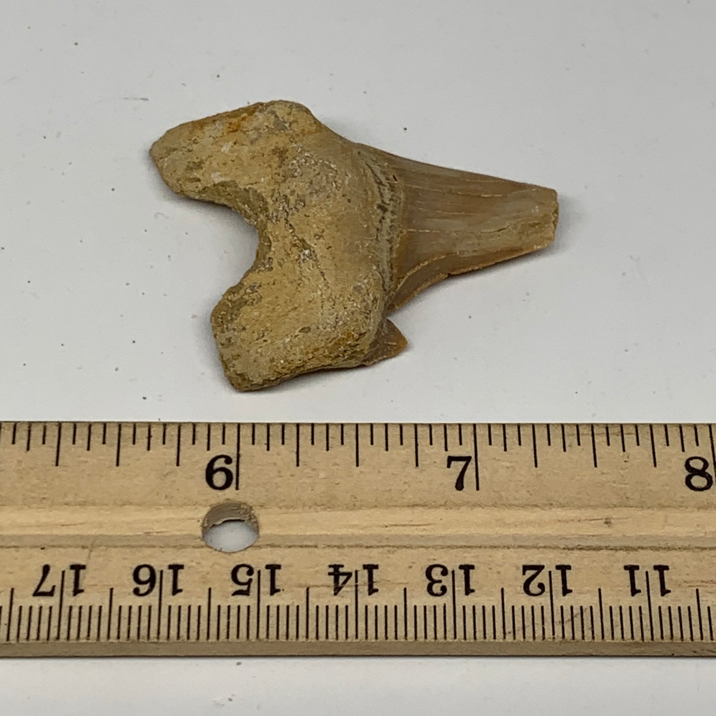 16.9g, 1.7"X 1.5"x 0.6" Natural Fossils Fish Shark Tooth @Morocco, B12662