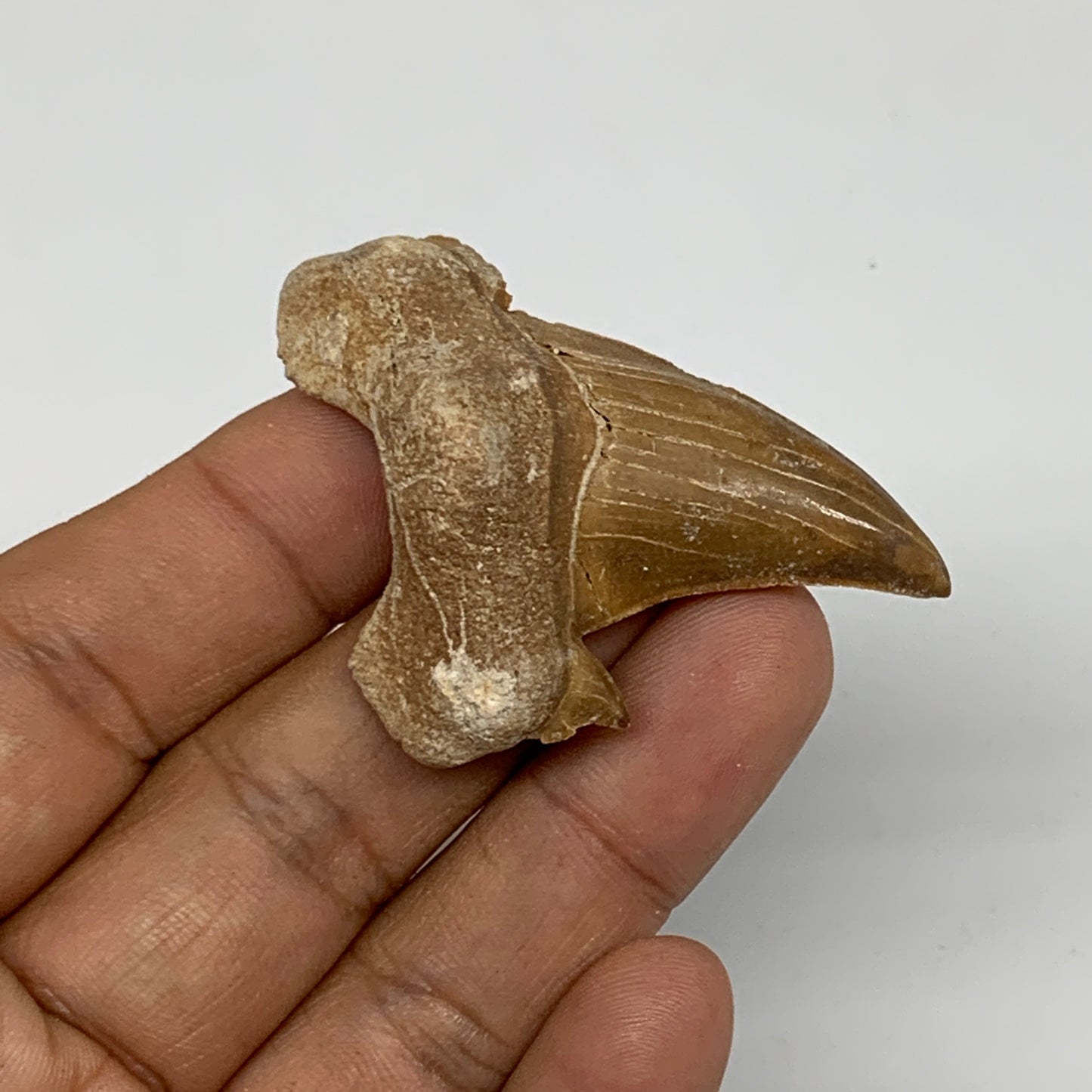 17.8g, 1.7"X 1.6"x 0.6" Natural Fossils Fish Shark Tooth @Morocco, B12663