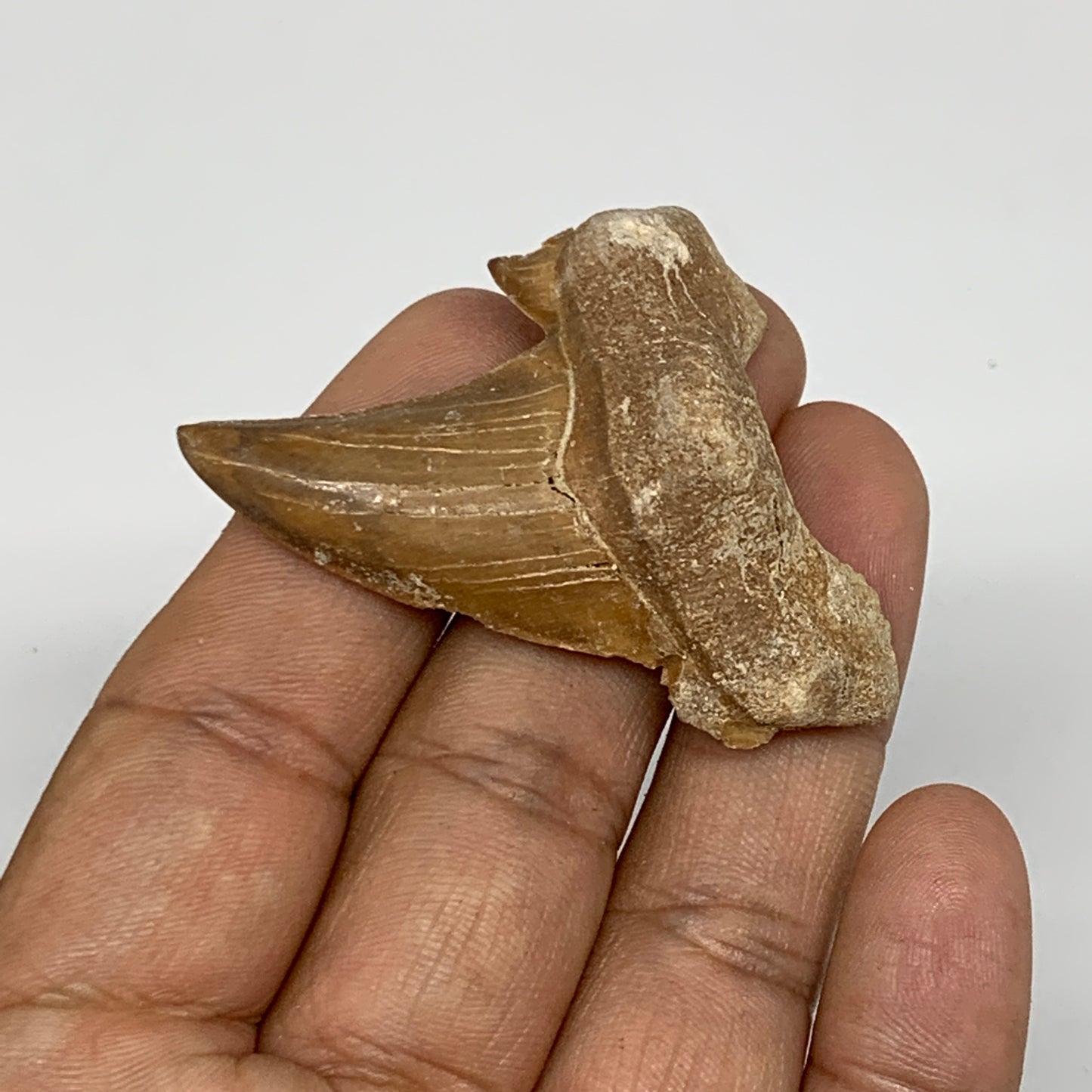 17.8g, 1.7"X 1.6"x 0.6" Natural Fossils Fish Shark Tooth @Morocco, B12663