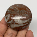 53.2g, 1.8"x0.7", Natural Untreated Red Shell Fossils Round Palms-tone, F1135