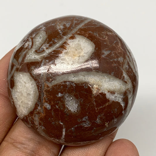 47.8g, 1.8"x0.7", Natural Untreated Red Shell Fossils Round Palms-tone, F1142
