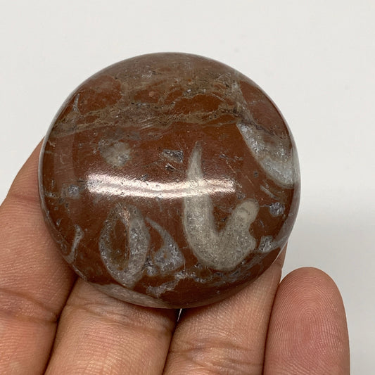 47.3g, 1.8"x0.6", Natural Untreated Red Shell Fossils Round Palms-tone, F1149
