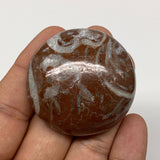 48.1g, 1.8"x0.6", Natural Untreated Red Shell Fossils Round Palms-tone, F1150